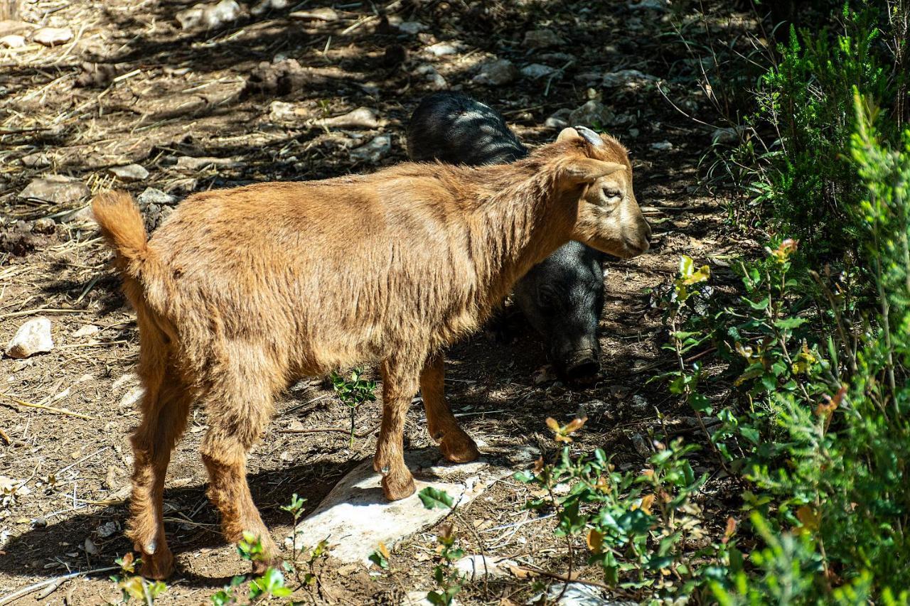 Casal Das Fontainhas Алкобаса Экстерьер фото